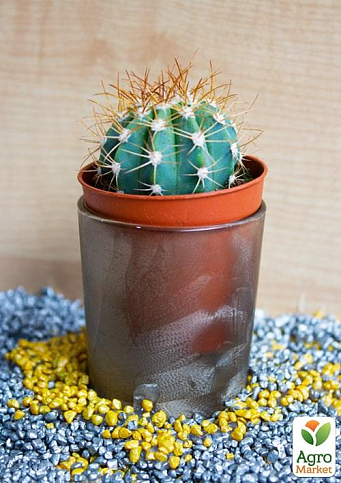 Кактус "Маммиллярия" (Mammillaria ingens) (Нидерланды)