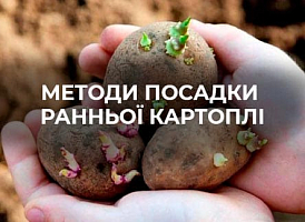 Грядки для ранньої картоплі: ефективні методи підготовки | Agro-market
