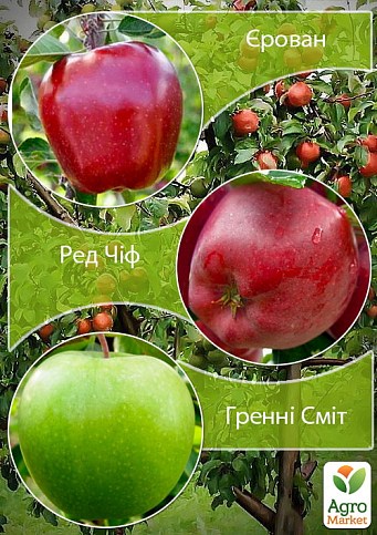 Дерево-сад Яблоня "Ерован+Гренни Смит+Ред Чиф" 