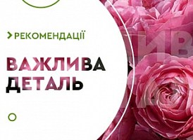 На якій відстані садити троянди - корисні статті про садівництво від Agro-Market