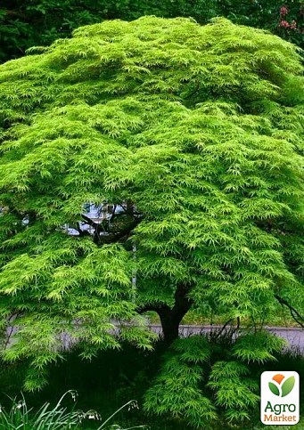 Клен японский плакучий пальмолистный "Emerald Lace"(Acer palmatum Emerald Lace)