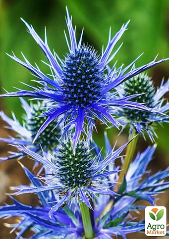 Синеголовник альпийский "Blue Star" (декоративный сухоцвет)
