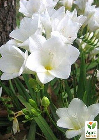 Фрезия простая "White" 5шт в упаковке