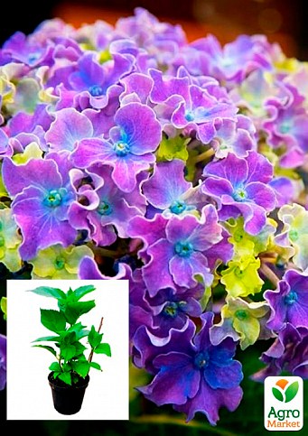Гортензия крупнолистная 2-х летняя "Curly Sparkle Blue Purple" высота саженца 25-45см