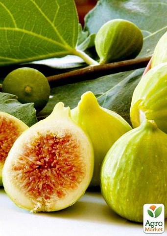 Ексклюзив! Інжир жовтий з густою білою плямистістю "Королівський жовтий гігант" (Royal yellow giant) (преміальний, грушовідний, двухплодний) 1 саджанець в упаковці