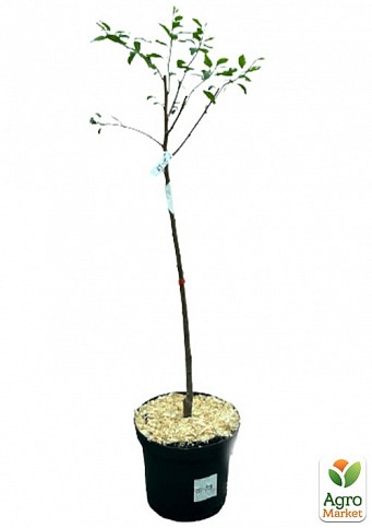 Абрикос "Черный Принц"  укорененный в контейнере (саженец 2 года) - фото 2