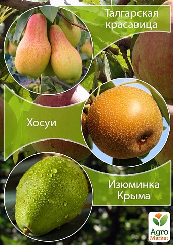 Дерево-сад в контейнере Груша "Талгарская красавица+Хосуи+Изюминка Крыма"  саженец 2 года