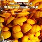 Вёшенка "Лимонная" ТМ "Семена Украины" 10шт