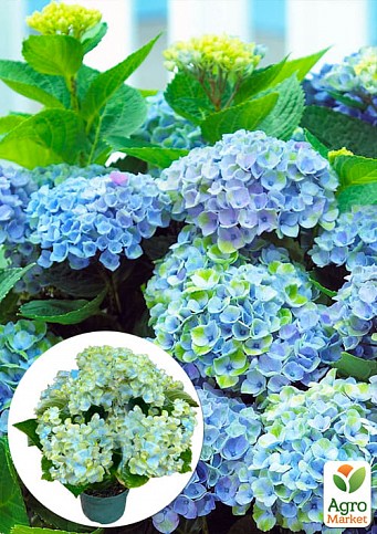 LMTD Гортензия крупнолистная цветущая 3-х летняя "Magical Revolution Blue" (30-40см)