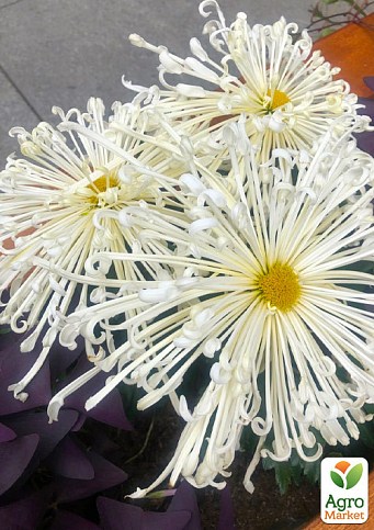 Хризантема крупноцветковая "Spider White" (вазон С1 высота 20-30см)
