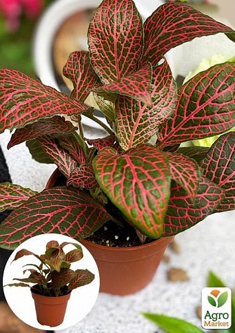Фиттония Джосан (Fittonia Josan)