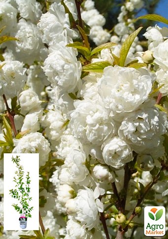 Сакура залізиста 2-х річна "Alba Plena" (Prunus glandulosa 'Alba Plena), вазон С2