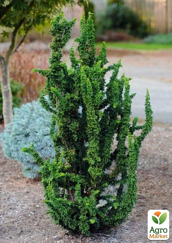 Кипарисовик туполистный "Hinoki Chirimen" С3, высота 15-20см