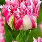 Тюльпан "Crispion Sweet" (размер 11/12 , крупный) 3шт в упаковке