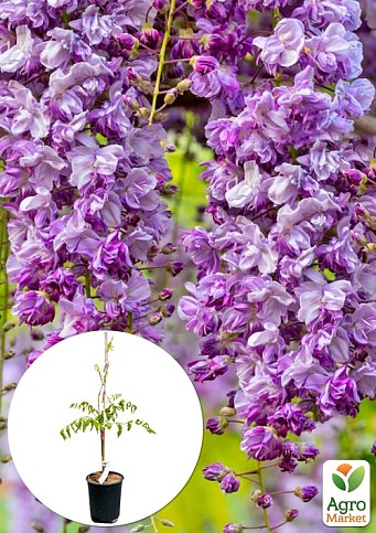 LMTD Вистерия японская (глициния) "Violacea Plena" 4-х летняя (высота 100-120см)