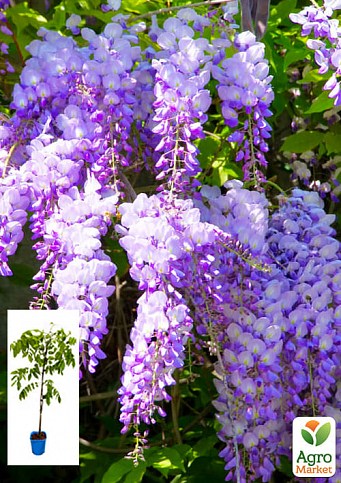 Гліцинія 3-річна китайська "Созерн Бел" (Wisteria chinensis Southern Belle) С2, висота саджанця 60-100см