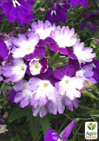 Вербена ампельная "Vanessa Compact Bicolor Blue"