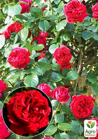 Роза в контейнере английская плетистая "Red Eden Rose" (саженец класса АА+) - фото 3