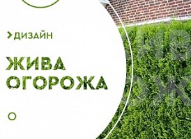 Жива огорожа з туї - корисні статті про садівництво від Agro-Market