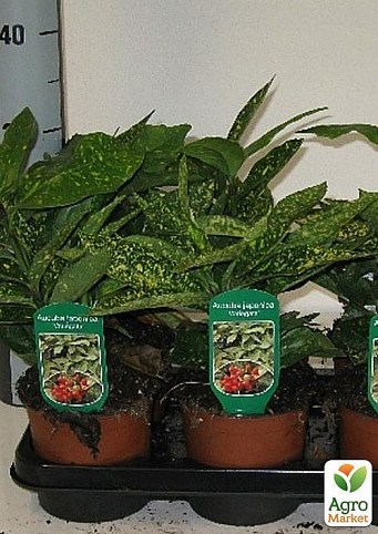 Аукуба японська пестролистная "Золоте дерево" (Aucuba japo. Variegata) дм 13 см вис. 25 см