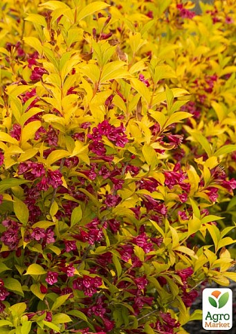 Вейгела «Aurea» (Weigela Florida)