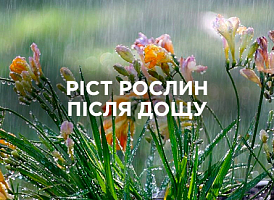 Чому після дощу рослини активно йдуть у ріст | Agro-market