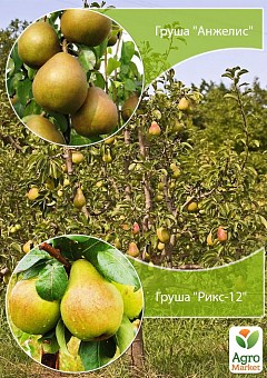 Дерево-сад Груша "Анжелис+Рикс-12" 1