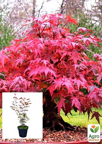 Клен 3-х летний японский пальмолистный (Аcer palmatum Sumi-nagashi Intense Dark) С3, высота 60-80см