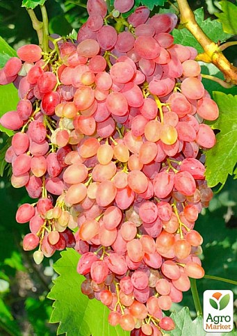 Виноград "Анжелика"(Ксения)