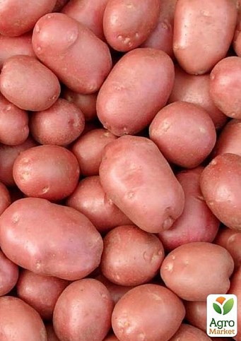 Семенной ранний картофель "Добродар" (на варку, 1 репродукция)