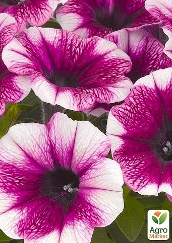 Петунія ампельна Sweetunia "Purple Touch" (контейнер №10, висота 10-15см)