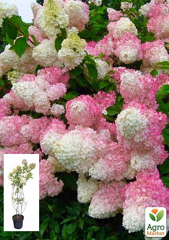 Гортензия метельчатая 5-и летняя "Vanilla Fraise" (высота саженца 120-130см)