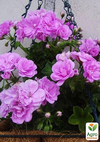Пеларгонія ампельна "Light Lavender" (контейнер № 10, висота 10-20 см)