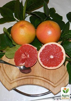 Грейпфрут "Красный рубин" (саженец 2 года)1