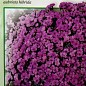 Обриета многолетняя "Розово-фиолетовый каскад" ТМ "Вассма" 0.1г