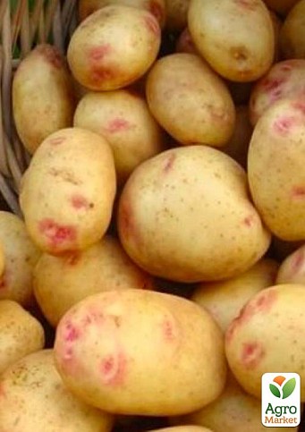 Насіннєва середньостигла картопля "Пікассо" (на смаження, 1 репродукція)
