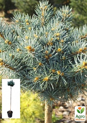 Ель колючая на штамбе «St. Mary’s Broom» С5, высота 90-110см