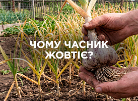 Жовтіє часник: причини та способи вирішення проблеми | Agro-market