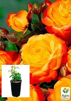 Троянда в контейнері дрібноквіткова "Літл Сенсейшн" (саджанець класу АА+)1