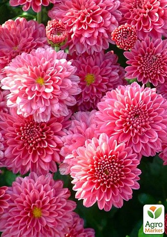 Хризантема корейская "Pompon Pink"
