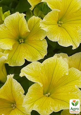 Сурфиния "Fanfare New Yellow" (контейнер № 10, высота 10-15 см)