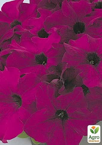 Петунія "Storm Fucsia" (контейнер №10, висота 10-15см)