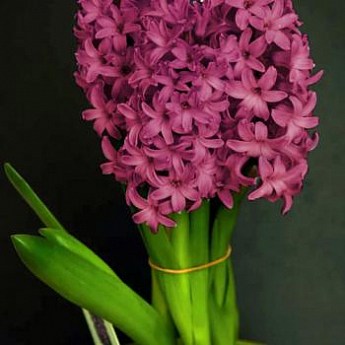 ГИАЦИНТ В ГОРШКЕ ROSETTE, купить в Одессе, Киеве и Украине | Agro-Market