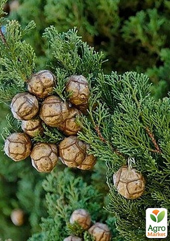 Кипарис Крупноплодный 3-х летний (Cupressus Macrocarpa) С1,5  высота 70-80см