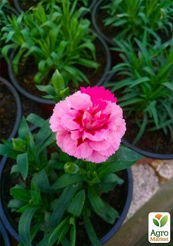 Гвоздика Шабо-карлик Смесь 3 шт. (контейнер № 10, высота 10 см) - фото 2