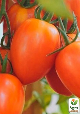 Томат детерминантный "Оранж Плам F1" ТМ "Lark Seeds" 5000шт