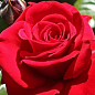 Роза чайно-гибридная "Софи Лорен" (саженец класса АА+) высший сорт