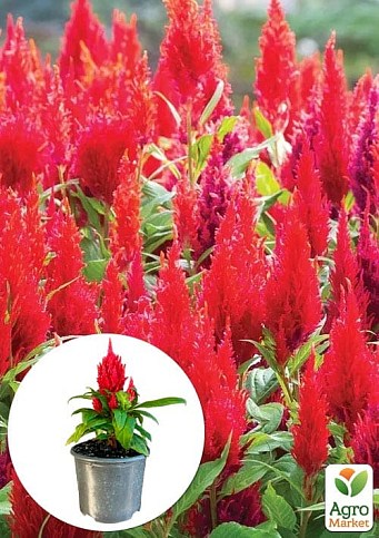 Целозия серебристая Sunday "Red"