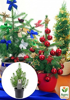 Хвоя Новогодняя "Christmas Pine" (Рождественская сосна) (высота 30-40см)2
