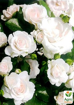 Роза почвопокровная "Aspirin Rose" (саженец класса АА+) высший сорт2